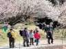 見ごろのウメ 花見と散策 安中市の秋間梅林