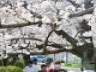 桜が咲き誇る中、ウオーキングを楽しむ参加者＝佐賀市の多布施川周辺