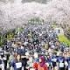 春咲く慶州１万５０００人快走