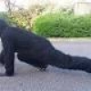 ロンドンマラソンを「這って完走」宣言のゴリラ、終了3日後も這い続けている