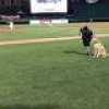 米マイナーで珍事 バット拾わない犬話題に 米紙擁護「ベスト尽くしている」