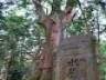 巨木に会いに行こう。樹齢1000年以上を誇る水屋神社の大クス（三重）【車中泊女子の全国縦断記】